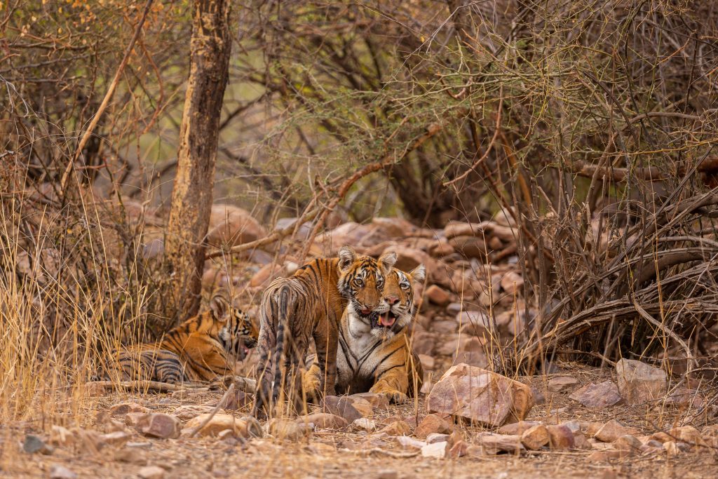 Sustainable and responsible tourism at Kabini