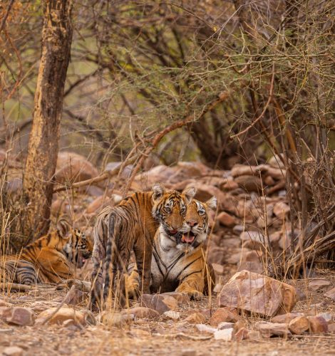 amazing tiger nature habitat tiger pose during golden light time wildlife scene with danger animal hot summer india dry area with beautiful indian tiger 1 scaled
